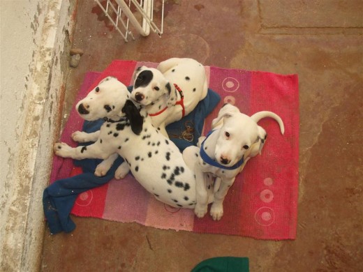 Ahi esta mi elvis (es el del medio ,el que no posee arnes y tiene mas manchas) con sus hermanas .